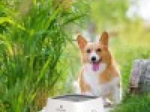 Water Bowl O