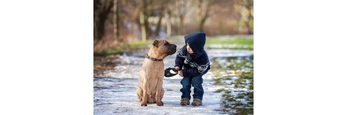 These Are the 5 Best U.S. Cities for Dogs